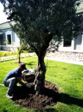 Periyodik Bahçe Bakımı